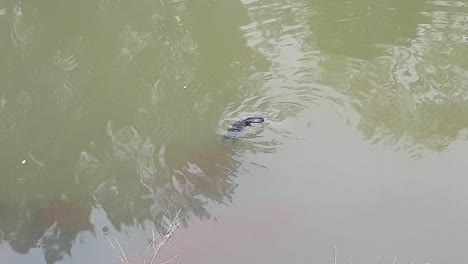 Cute-and-elusive-Australian-Platypus-swimming-on-surface-of-water-before-diving-underwater