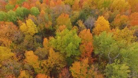 Aerial-view-looking-down-on-trees-full-of-Fall-colors-as-drone-moves-backwards-and-camera-TILT-UP-to-reveal-farmland,-a-barn-and-silo-in-the-distance