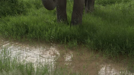 Afrikanischer-Elefantenbulle-Trinkt-Aus-Einem-Kleinen-Becken,-Kippaufnahme,-Amboseli-N