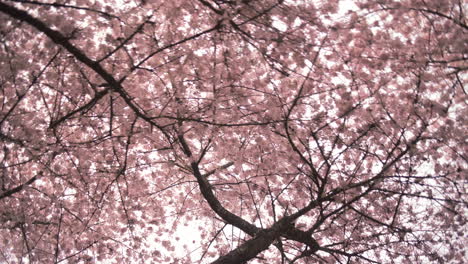 Close-up-of-Spring-Cherry-blossom-flowers
