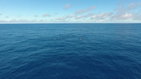 Eine-Herde-Von-12-Pottwalen,-Die-Friedlich-Im-Ozean-Schwimmen
