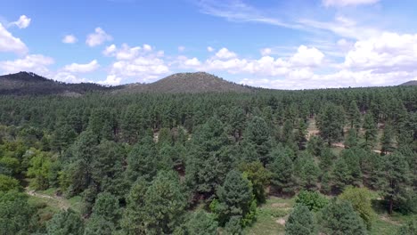 Drohnen-Luftaufnahmen-Des-Kiefernwaldes-Des-Prescott-National-Forrest,-Prescott,-Arizona