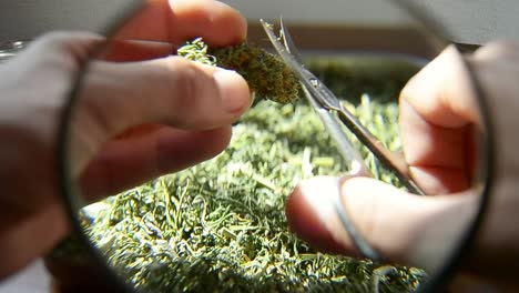 Close-up-about-hands-trimming-cannabis-under-a-magnifying-glass