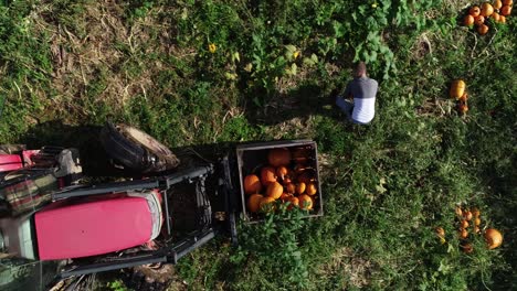 Aerial-view-looking-straight-down-onto-a-farmer-putting-pumpkins-into-a-bin-on-the-front-of-a-tractor