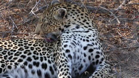 Close-Up-of-a-Female-Leopard-Laid-Down-Grooming,-Kruger-National-Park