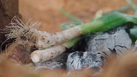Roasting-Calcots-green-onions-on-a-wood-fire-outdoors,-Close-Up-SLOWMO