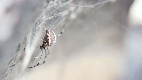 Orb-weaver-spider-sitting-on-stone-and-web