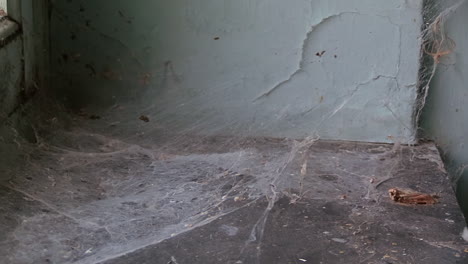 Altes-Spinnennetz-Auf-Einer-Fensterbank-Mit-Toten-Spinnen-Und-Insekten-Herauszoomen