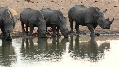 Medium-shot-of-several-white-rhino-drinking-from-a-watering-hole-in-Africa