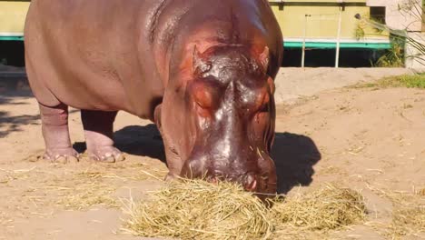 Hipopótamo-Comiendo-Heno-En-Un-Zoológico