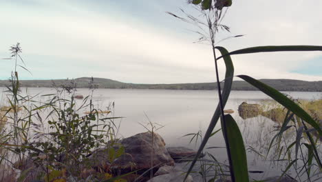 Revealing-a-calm-serene-lake-behind-sea-grass