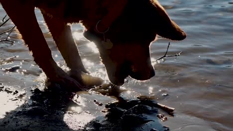 Dog-chewing-stick-on-beach-with-light-refection