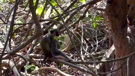 Beautiful-view-of-Monkey-at-Abuko-Reserve,-The-Gambia