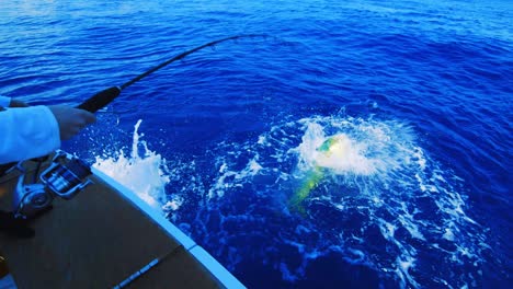 Big-Mahi-mahi-fish-fighting,-splashing,-and-jumping-as-fisherman-reel-in,-SLOWMO