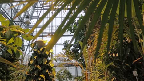 Palm-tree-leafs-close-up-inside-a-glasshouse-and-bright-warm-light
