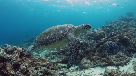 Schildkröte-Schwimmt-Lässig-Durch-Den-Ozean