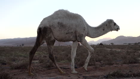 Ein-Weißhaariges-Kamel-Läuft-Stolz-über-Die-Flachen-Tomatenfelder,-100-Bilder-Pro-Sekunde