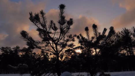 Dark-pine-tree-standing-in-front-of-colorful-sky-at-sunset-with-orange-and-blue-soft-colors-and-milky-clouds