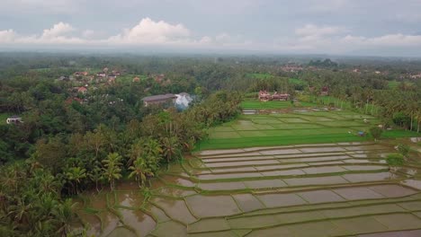 Flight-over-rice-field-in-Ubud,-Bali-island