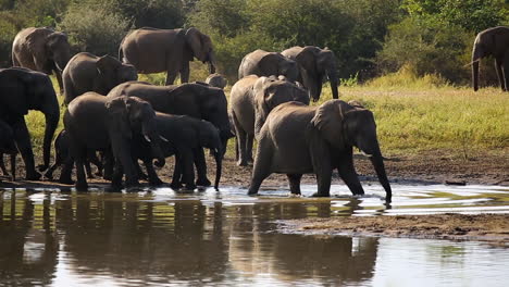 Panning-shot-of-a-Herd-of-African-elephant-elegantly-moving-passed-a-watering-hole-until-they-start-crossing-the-water-together-as-a-group-with-the-youngsters-in-between