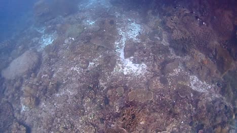 Ein-Schwarzspitzen-Riffhai,-Der-Nahe-Am-Mit-Korallen-Gefüllten-Meeresboden-Schwimmt