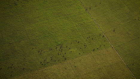 Cinematic-aerial-view-of-a-field-full-of-cows