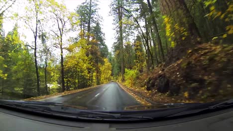 Driving-through-forest-in-the-rain