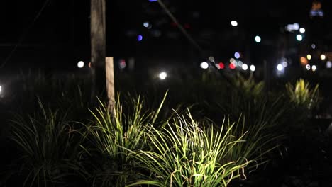 Planted-flora-blowing-in-the-wind,-cityspace-at-night-with-traffic-lights