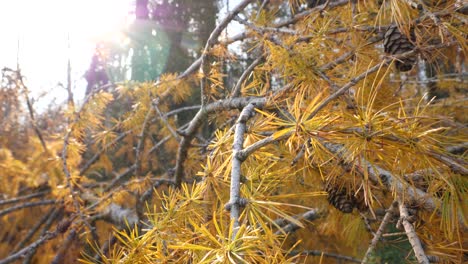 Abgestorbener-Orangenbaum-Liegt-Auf-Dem-Boden,-Insekten-Fliegen-Umher,-Die-Sonne-Scheint