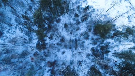 Extreme-aerial-view-of-a-forest-with-snow