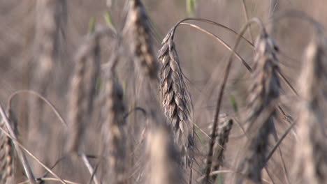 Dry-wheat-in-crops-in-central-Mexico