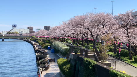 A-river-with-cherry-blossoms-at-Sumida-Park