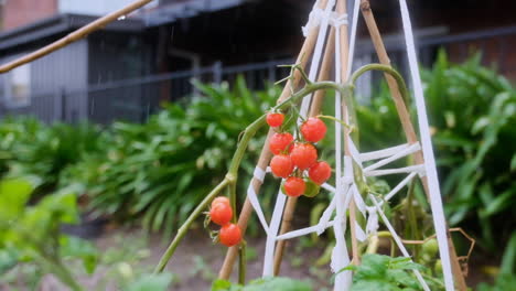 Slow-motion-shot-of-rain-falling-onto-a-cherry-tomato-vine-in-a-backyard-vegetable-garden