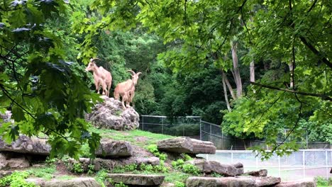 Barbary-sheep-kicking-on-the-rocks,-High-Park-Zoo