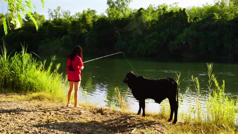 Women-casts-fishing-pole-into-river-with-small-black-cow-beside-her