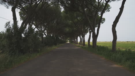 Cinemagraph-with-an-avenue-of-old-pine-trees-moving-gently-in-the-wind-in-Tuscany,-Italy