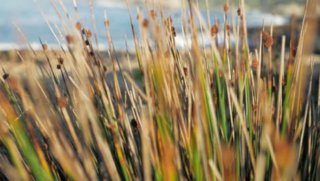 Sideways-tracking-shot-of-reeds-next-to-ocean