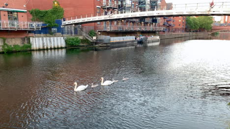 Static-Shot-of-a-Family-of-Mute-Swans---Cygnets-Traversing-the-River-Aire-in-Leeds,-UK-on-a-Summer’s-Evening