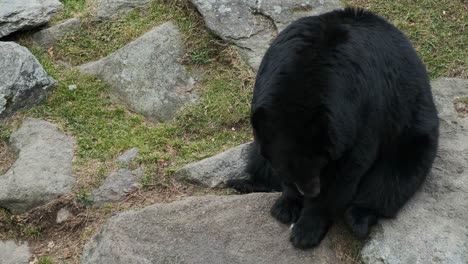 A-black-bear-sitting-down-in-a-mountain-habitat