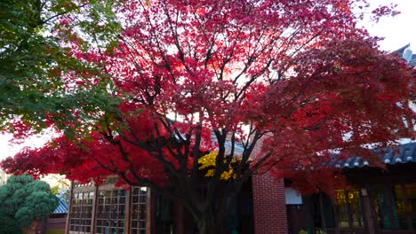 colorful-maple-leaves-with-hanoak,-south-korea-during-autumn