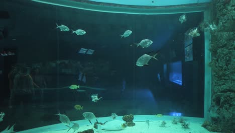 Tilting-Down-Shot-of-a-fish-tank-at-the-Texas-State-Aquarium