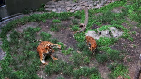 Tigers-in-the-zoo-in-Johor-Barhu-Malaysia
