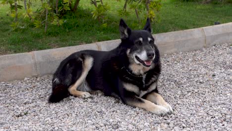 Country-Shepard-Laying-on-Gravel
