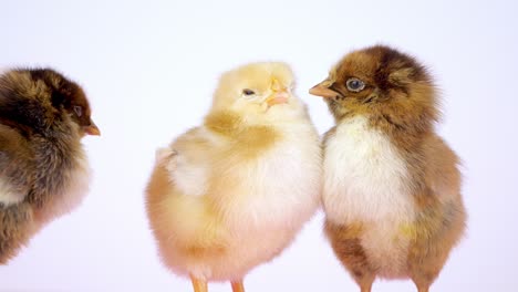 Three-different-chicks-stand-together-in-front-of-white-background