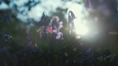 Sonnenlicht-Scheint-Durch-Glockenblumen-Auf-Dem-Waldboden