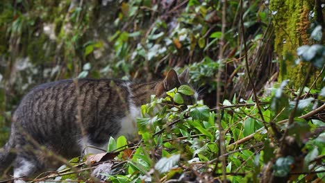 Tabby-cat-exploring-the-woods