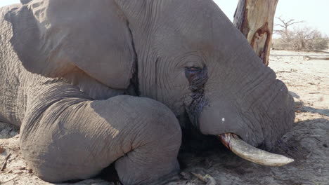 A-Dead-Elephant-Lying-On-The-Ground-At-Makgadikgadi-Pans-National-Park-In-Botswana---close-up-panning-shot