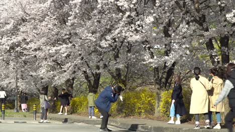Korean-Asian-tourists-wearing-face-masks-enjoy-the-early-Cherry-Blossom-Sakura-in-Seoul