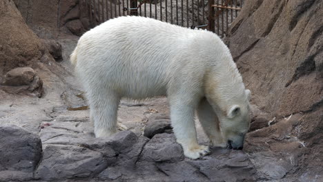 Close-up-of-a-captive-Polar-bear.-Handheld