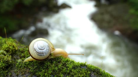 Snail-Walks-on-Moss-in-monsoon-with-the-background-of-waterfall-in-Western-Ghats